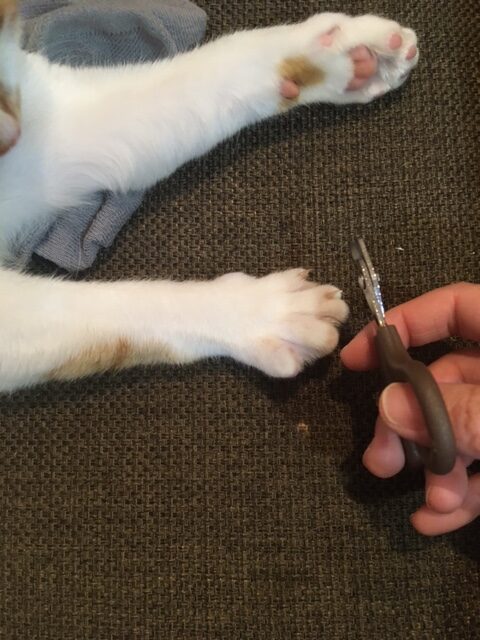 爪切り中の我が家の猫